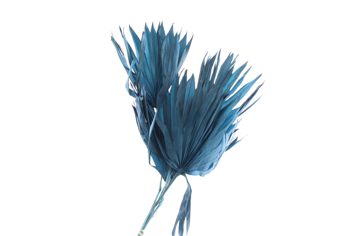 <h4>Palm Sun Blue Dark</h4>