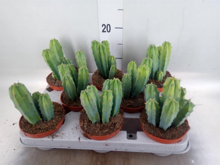 <h4>Cereus ...</h4>