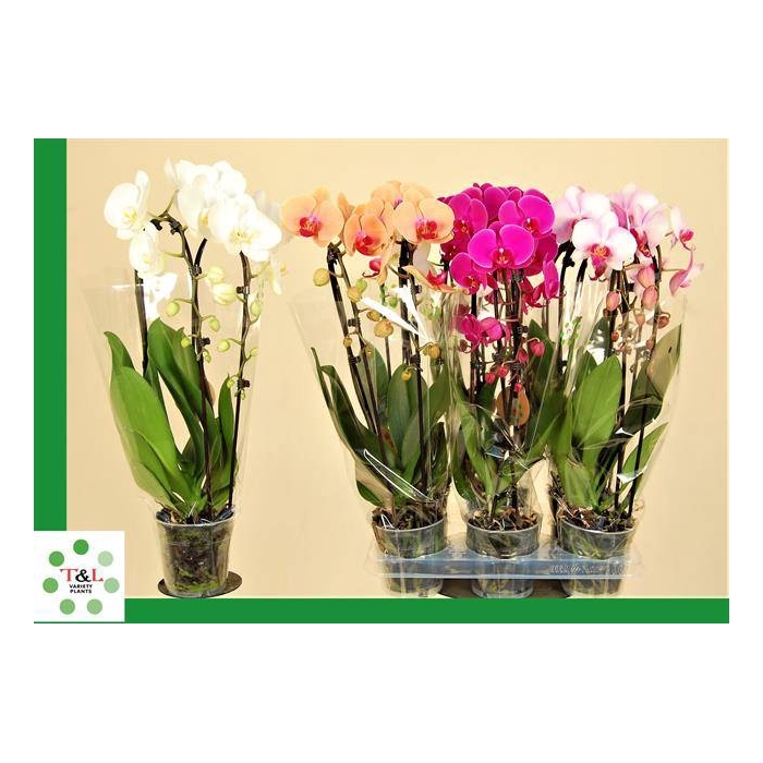 <h4>Phalaenopsis Elegans Cascade 12Ø 45cm 2st 16fl</h4>