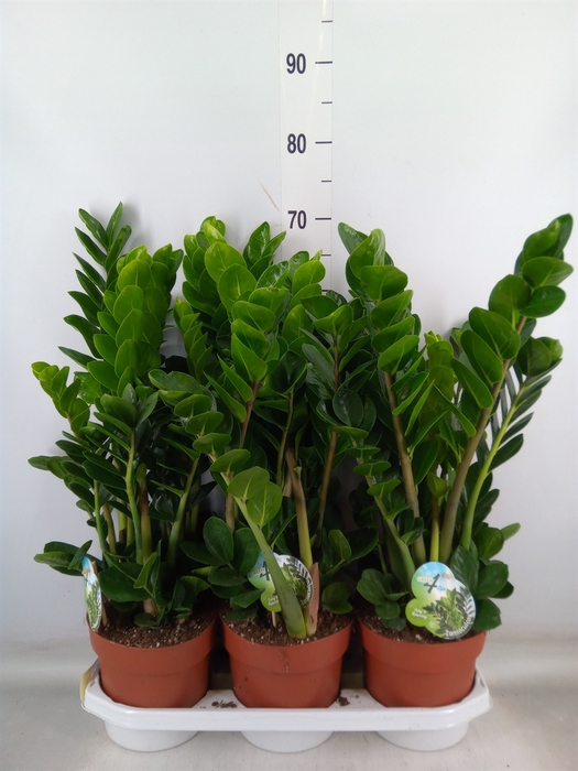 <h4>Zamioculcas zamiifolia 'Midori'</h4>