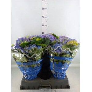 Hydrangea mac.   ...