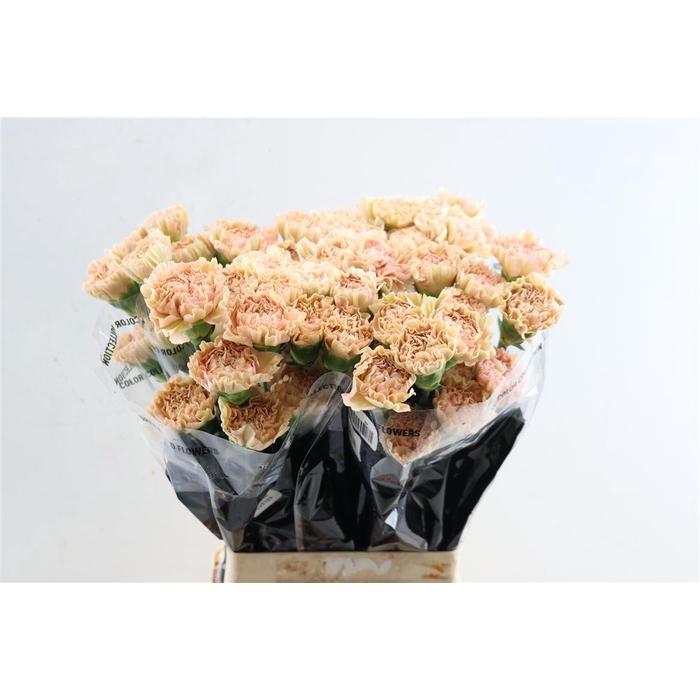 <h4>Di St Lege Marrone</h4>