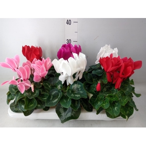 Cyclamen GR 'Vintro'