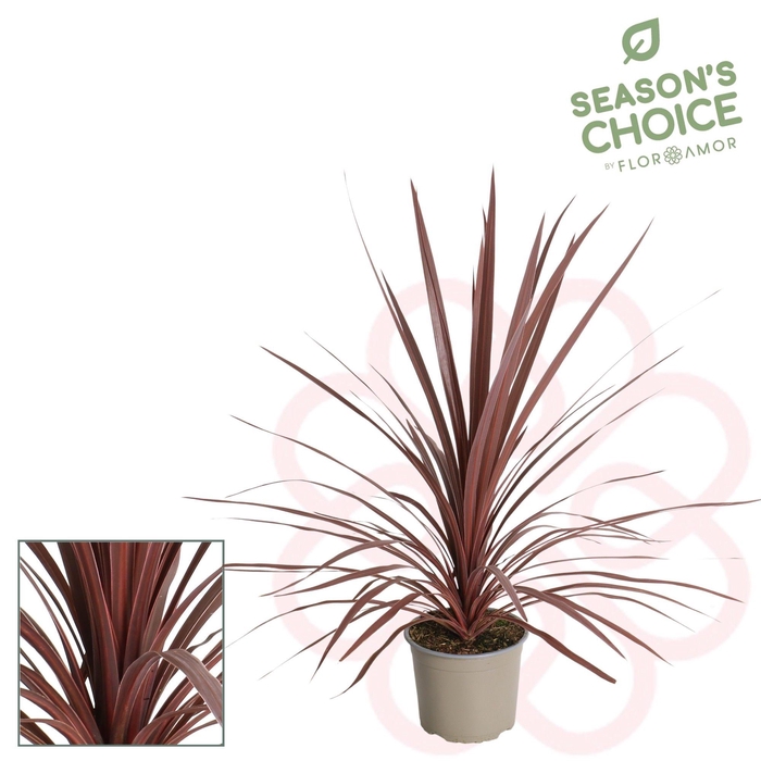 <h4>Cordyline 'Red Star' 65 - 75 cm</h4>