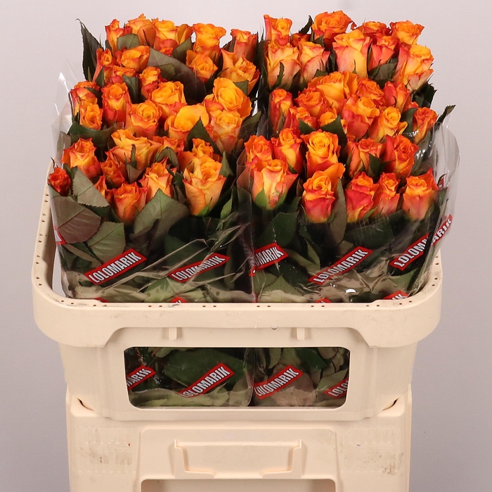 <h4>R GR MARIE-CLAIRE!</h4>