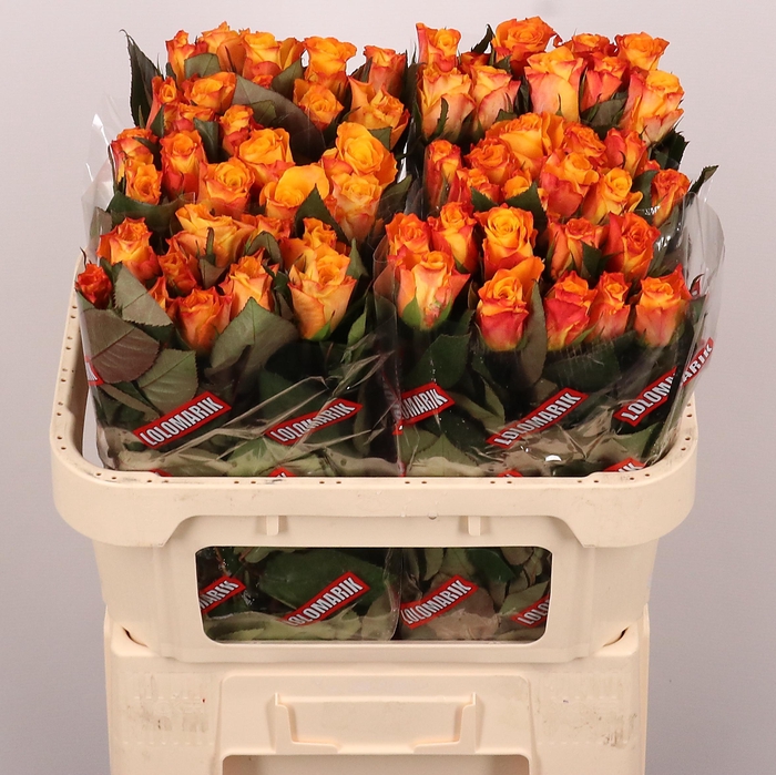 <h4>R GR MARIE-CLAIRE!</h4>