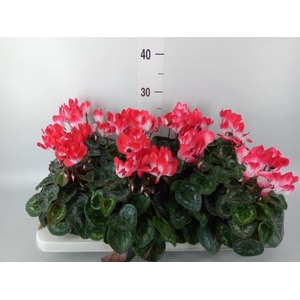 Cyclamen MD 'Indiaka'