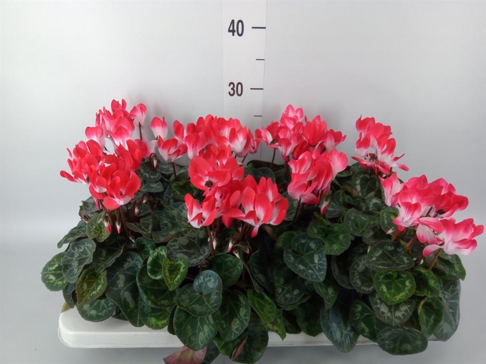 <h4>Cyclamen MD 'Indiaka'</h4>