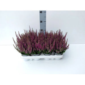 Calluna vulg. 'Beauty L Linda'