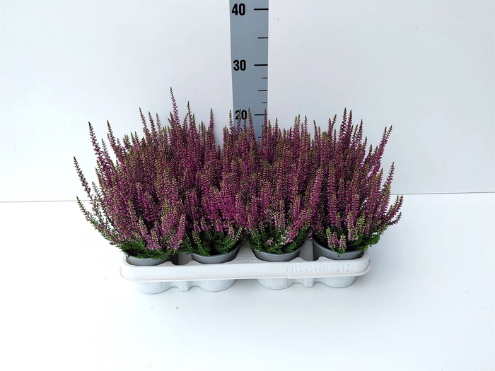 <h4>Calluna vulg. 'Beauty L Linda'</h4>