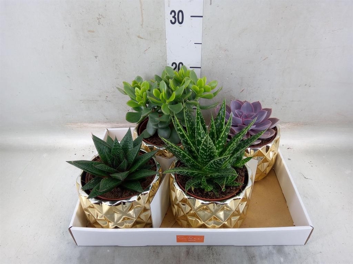 <h4>Succulents   ...mix 4</h4>