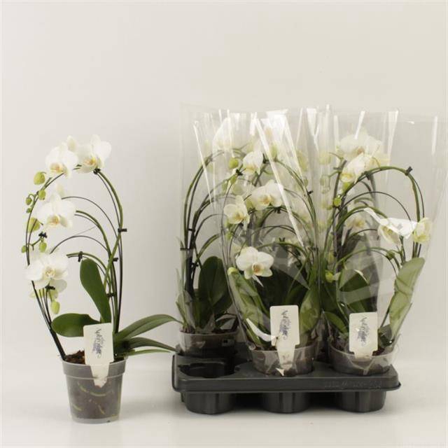 <h4>PHAL OV</h4>