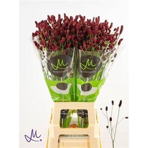 Sanguisorba Red Dream