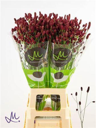 <h4>Sanguisorba Red Dream</h4>