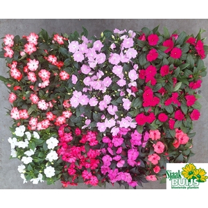 arr8 Impat Ng Gem 6kl 1 Kleur Per Tray