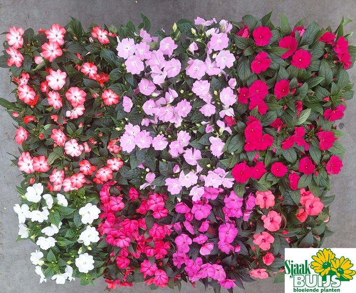 <h4>arr8 Impat Ng Gem 6kl 1 Kleur Per Tray</h4>