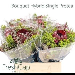 KAAPS GROE GEM IN BS