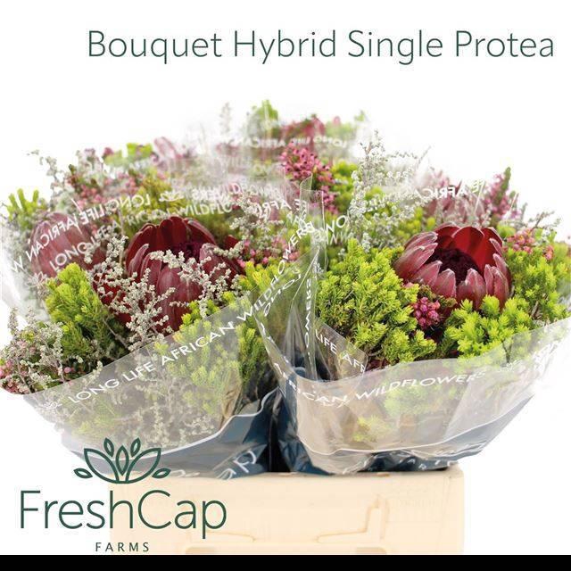 <h4>KAAPS GROE GEM IN BS</h4>