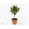 Citrus reticulata 'Clementine'