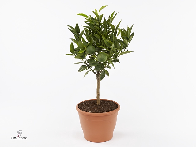 Citrus reticulata 'Clementine'