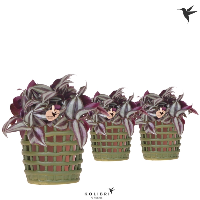 <h4>Kolibri Greens Tradescantia Zebrina in Mesh pot green</h4>