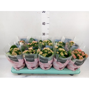 Kalanchoe blos. 'Serenity'   ...mix