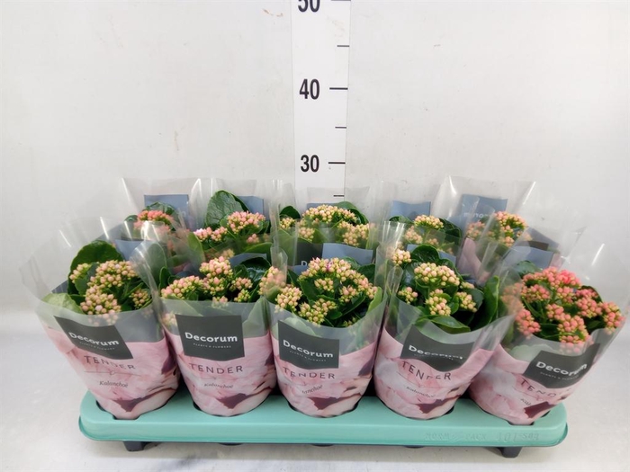 <h4>Kalanchoe blos. 'Serenity'   ...mix</h4>