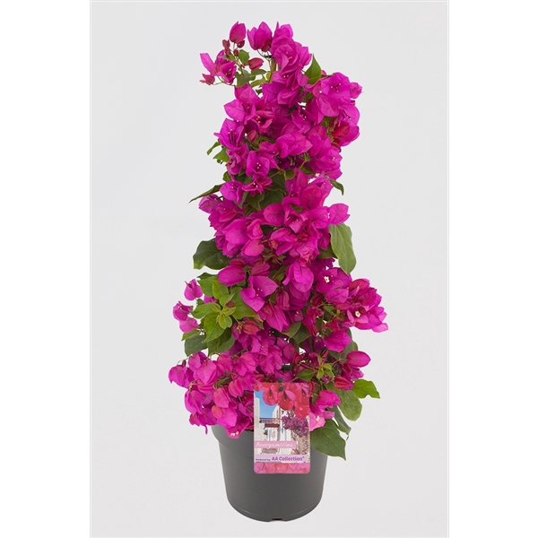 <h4>Bougainvillea 'Sanderiana' piramide paars</h4>