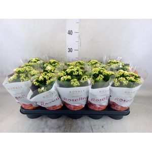 Kalanchoe blos. 'RosDon Dione'