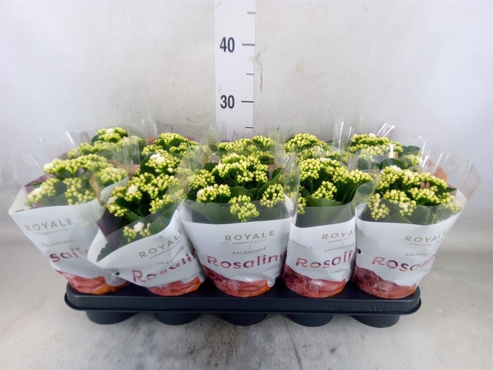 <h4>Kalanchoe blos. 'RosDon Dione'</h4>