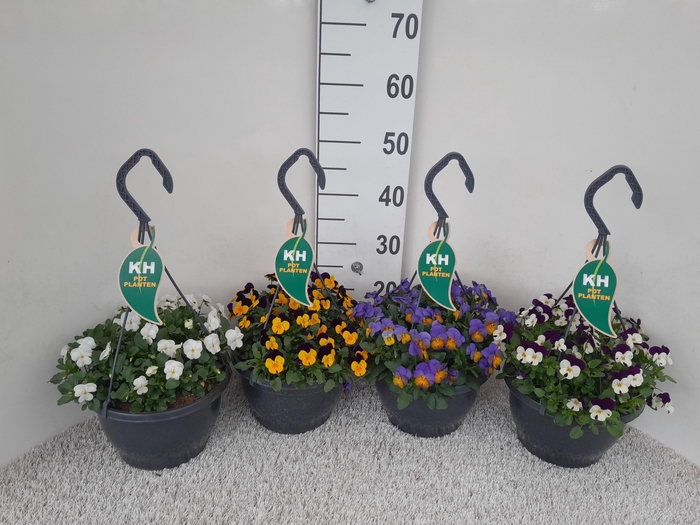 <h4>VIO CO MIXK</h4>