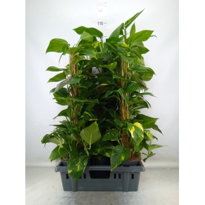 Epipremnum pinn.   ...moss stick