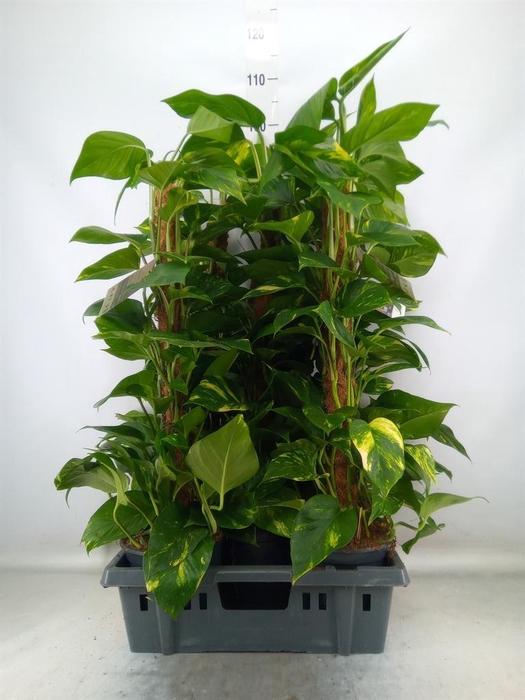 <h4>Epipremnum pinn. ...moss stick</h4>