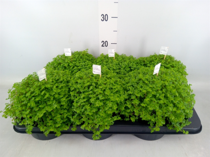 <h4>Soleirolia soleirolii   ...green</h4>