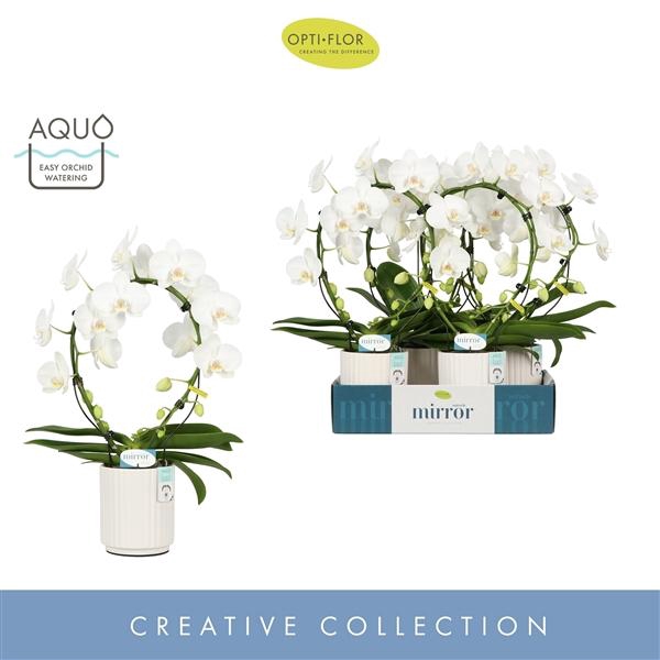 <h4>Mirror Miracle Aurora 2 spike in Molise White Aquo</h4>