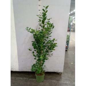 Ficus microcarpa 'Moclame'