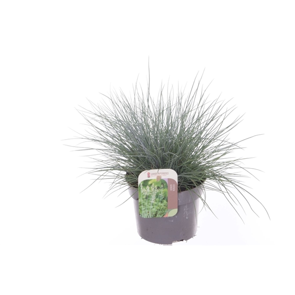 <h4>Festuca glauca Elijah Blue</h4>