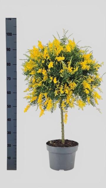 <h4>GENISTA X SP</h4>