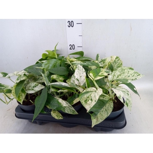 Epipremnum pinn. 'Marble Variegata'