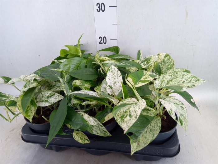 <h4>Epipremnum pinn. 'Marble Variegata'</h4>