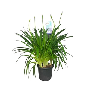 Agapanthus Big Blue