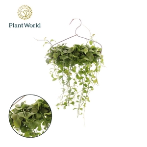 Dischidia 'Geri' op kledinghanger