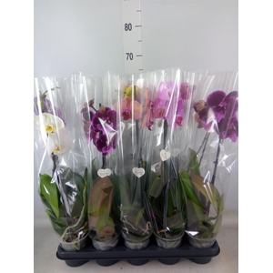 Phalaenopsis   ...
