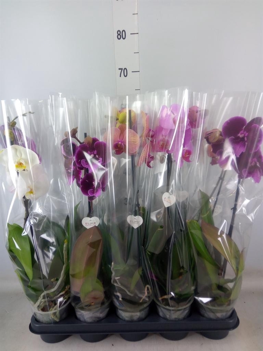 <h4>Phalaenopsis   ...</h4>