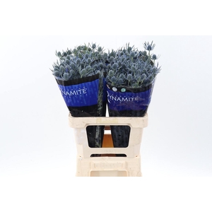 Eryng Blue Dynamite 60cm