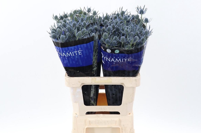 <h4>Eryng Blue Dynamite 60cm</h4>