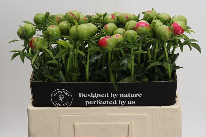 <h4>Paeonia Coral Sunset</h4>