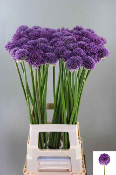 ALLIUM GLADIATOR