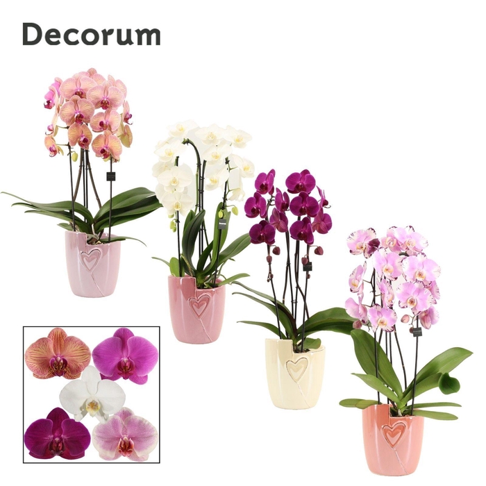 <h4>Phalaenopsis cascade 2 tak mix in Joa (Special moods-collection)</h4>
