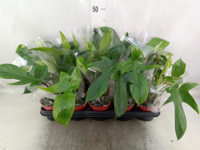 <h4>Philodendron  'Green Beauty'</h4>